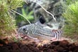 Julii Cory Cat Fish
